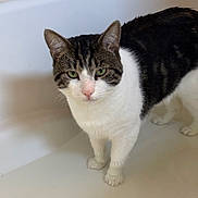 Blue is registered to the contest to win money with this photo: cat, tabby, white_fur, pet, animal, indoor, bathtub, floor, curious, standing, four_legs, whiskers, ears, green_eyes, feline, domestic_cat, fur_pattern, pink_nose, close_up, looking