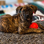 Akina a rejoint le concours — aidez-le/la à gagner de superbes lots ! puppy, dog, brindle, toy, orange_ball, rug, indoor, pet, young_dog, curious, lying_down, cozy, texture, colorful_blanket, background, fur, animal, playful, paw, looking