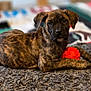 puppy, dog, brindle, toy, orange_ball, rug, indoor, pet, young_dog, curious, lying_down, cozy, texture, colorful_blanket, background, fur, animal, playful, paw, looking