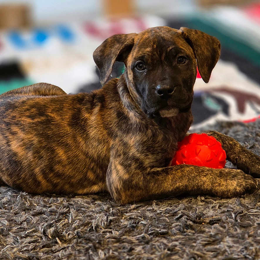 Akina a rejoint le concours — aidez-le/la à gagner de superbes lots ! animal, background, brindle, colorful_blanket, cozy, curious, dog, fur, indoor, looking, lying_down, orange_ball, paw, pet, playful, puppy, rug, texture, toy, young_dog