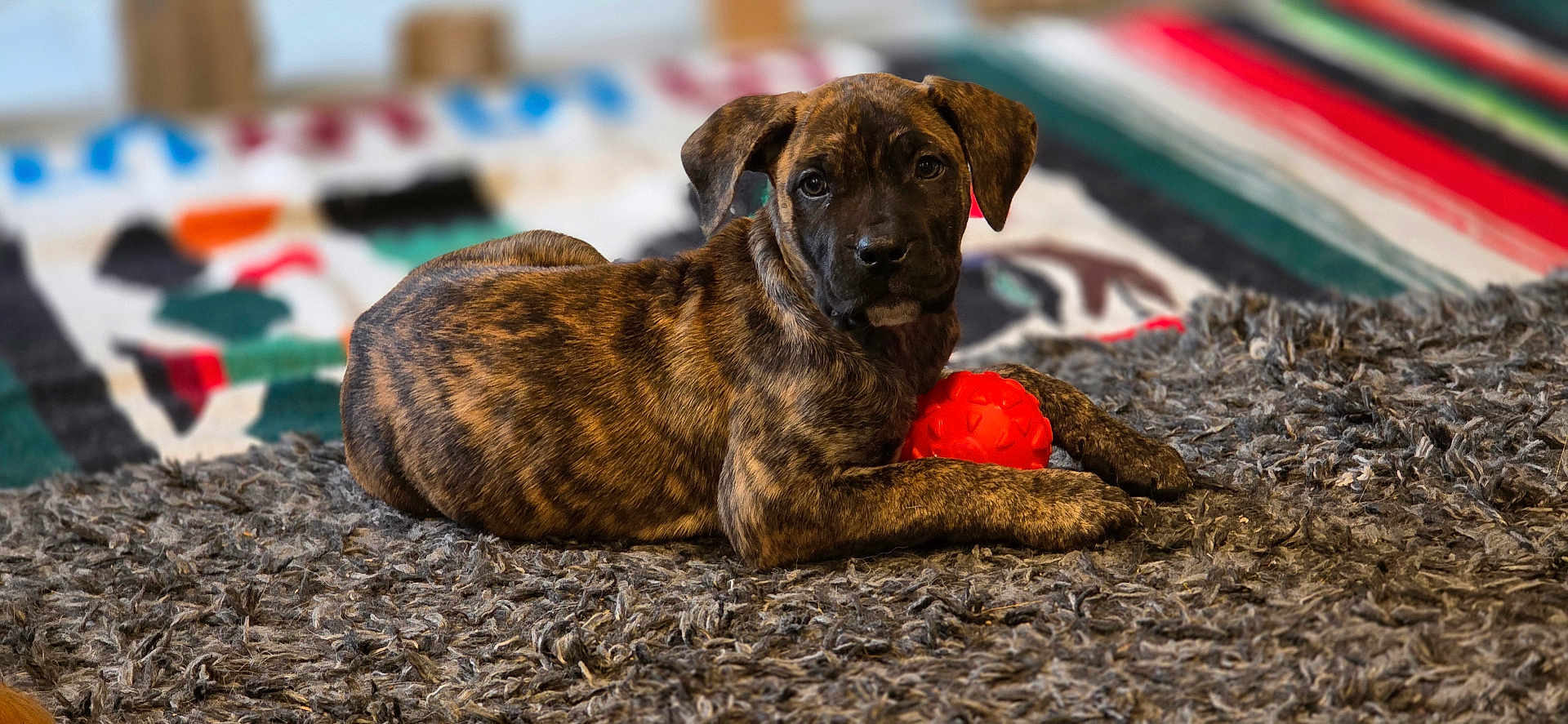 Akina a rejoint le concours — aidez-le/la à gagner de superbes lots ! puppy, dog, brindle, toy, orange_ball, rug, indoor, pet, young_dog, curious, lying_down, cozy, texture, colorful_blanket, background, fur, animal, playful, paw, looking