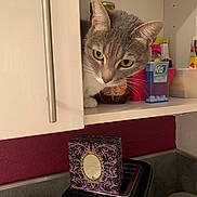 Lili participe au concours pour gagner de l'argent avec cette photo : box, cabinet, cat, close_up, container, curiosity, curious, domestic_animal, feline, gray_cat, household_items, indoor, kitchen, peek, pet, shelf, tic_tac, toaster, wall, white_cat