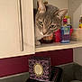 box, cabinet, cat, close_up, container, curiosity, curious, domestic_animal, feline, gray_cat, household_items, indoor, kitchen, peek, pet, shelf, tic_tac, toaster, wall, white_cat