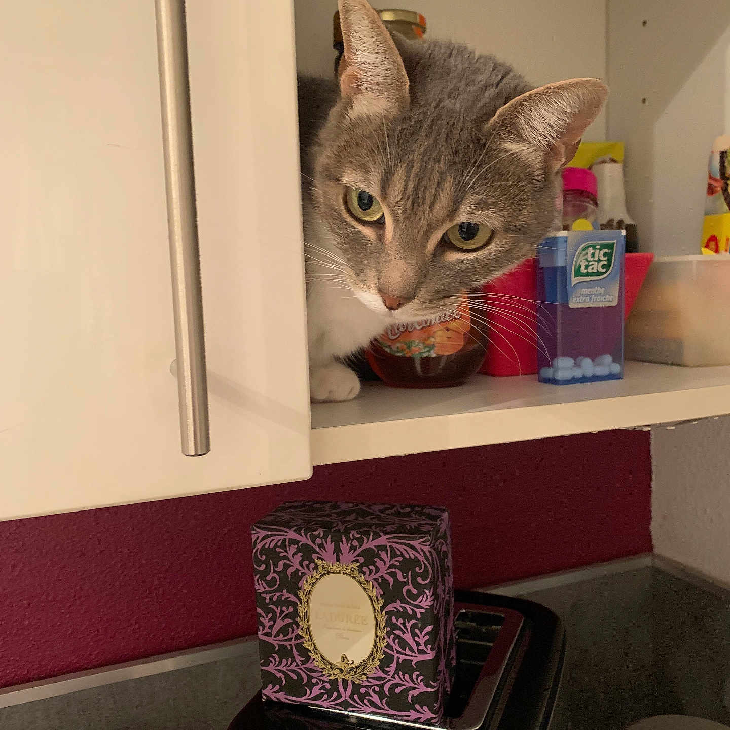 Lili participe au concours pour gagner de l'argent avec cette photo : box, cabinet, cat, close_up, container, curiosity, curious, domestic_animal, feline, gray_cat, household_items, indoor, kitchen, peek, pet, shelf, tic_tac, toaster, wall, white_cat