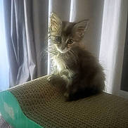 Lilou a rejoint le concours — aidez-le/la à gagner de superbes lots ! kitten, cat, pet, scratching_pad, furry, small, indoor, curtains, light, shadow, cute, animal, young, feline, sitting, fur, whiskers, ears, cozy, texture