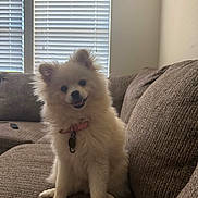 Chanel joined the competition — help win amazing prizes! dog, pomeranian, pet, fluffy, white, collar, indoor, couch, sofa, window, blinds, happy, smiling, sitting, fur, domestic_animal, animal, cute, companion, relaxed