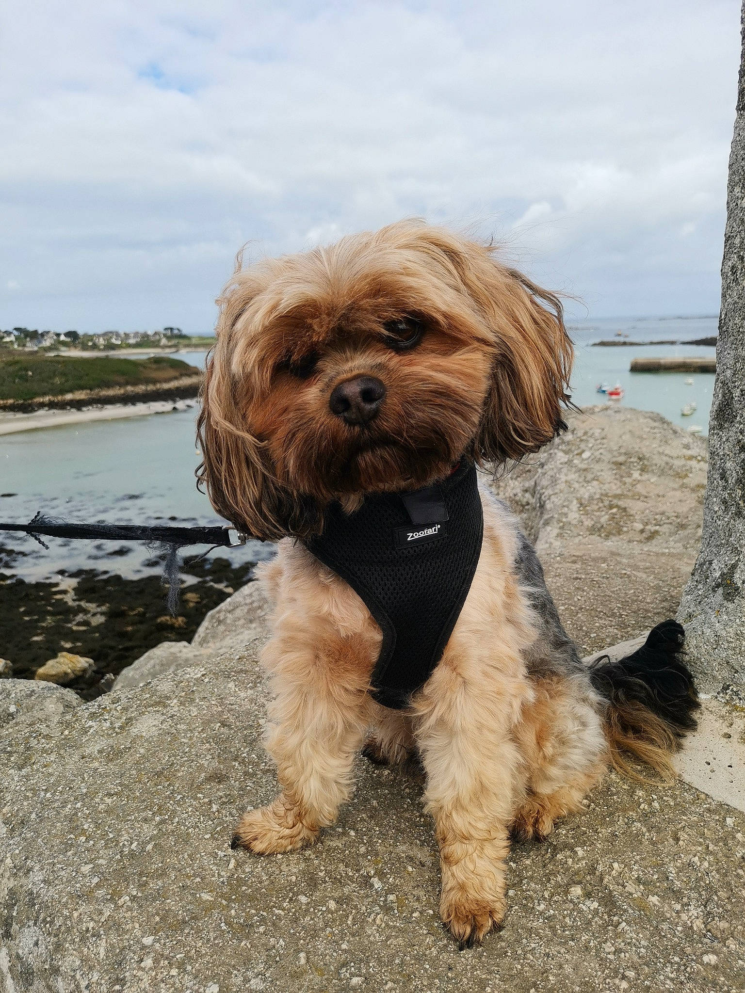 Looky participe au concours pour gagner de l'argent avec cette photo : canidae, carnivore, cloud, companion_dog, dog, dog_breed, fur, lake, liver, maltepoo, sky, small_terrier, snout, soil, sporting_group, terrier, toy_dog, water, water_dog, working_animal