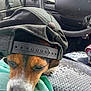 Sassy is registered to the contest to win money with this photo: animal, backwards_cap, cap, car_interior, casual, closeup, companion, dashboard, dog, fabric, headwear, indoor, mint_green, pet, portrait, relaxed, resting, seat, sleepy, steering_wheel