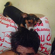 Sassy is registered to the contest to win money with this photo: animal, black, brown, casual, closeup, curious, dog, expression, face, hair, head, indoor, lying_down, person, pet, pillow, playful, resting, text, white