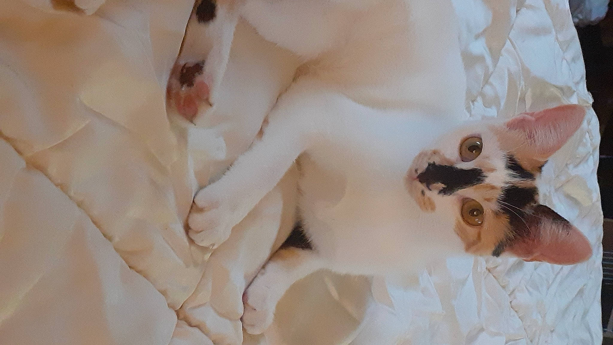 Thalya participe au concours pour gagner de l'argent avec cette photo : abdomen, art, bridal_accessory, chest, eyelash, fashion_accessory, fashion_design, fawn, flesh, fur, gesture, jaw, jewellery, nail, pattern, peach, toy, trunk, waist, wrist