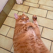 Pouky participe au concours pour gagner de l'argent avec cette photo : cat, chubby, close_up, domestic_animal, ear, eye, feline, floor, fur, ginger_cat, home, indoor, looking_up, lying_down, paw, pet, playful, relaxed, tile_floor, whiskers