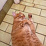 cat, chubby, close_up, domestic_animal, ear, eye, feline, floor, fur, ginger_cat, home, indoor, looking_up, lying_down, paw, pet, playful, relaxed, tile_floor, whiskers