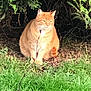 Pouky a rejoint le concours — aidez-le/la à gagner de superbes lots ! animal, backyard, bush, cat, chunky_cat, cute, feline, foliage, ginger_cat, grass, greenery, ground, nature, outdoor, pet, portrait, shadow, sitting, sunlight, whiskers