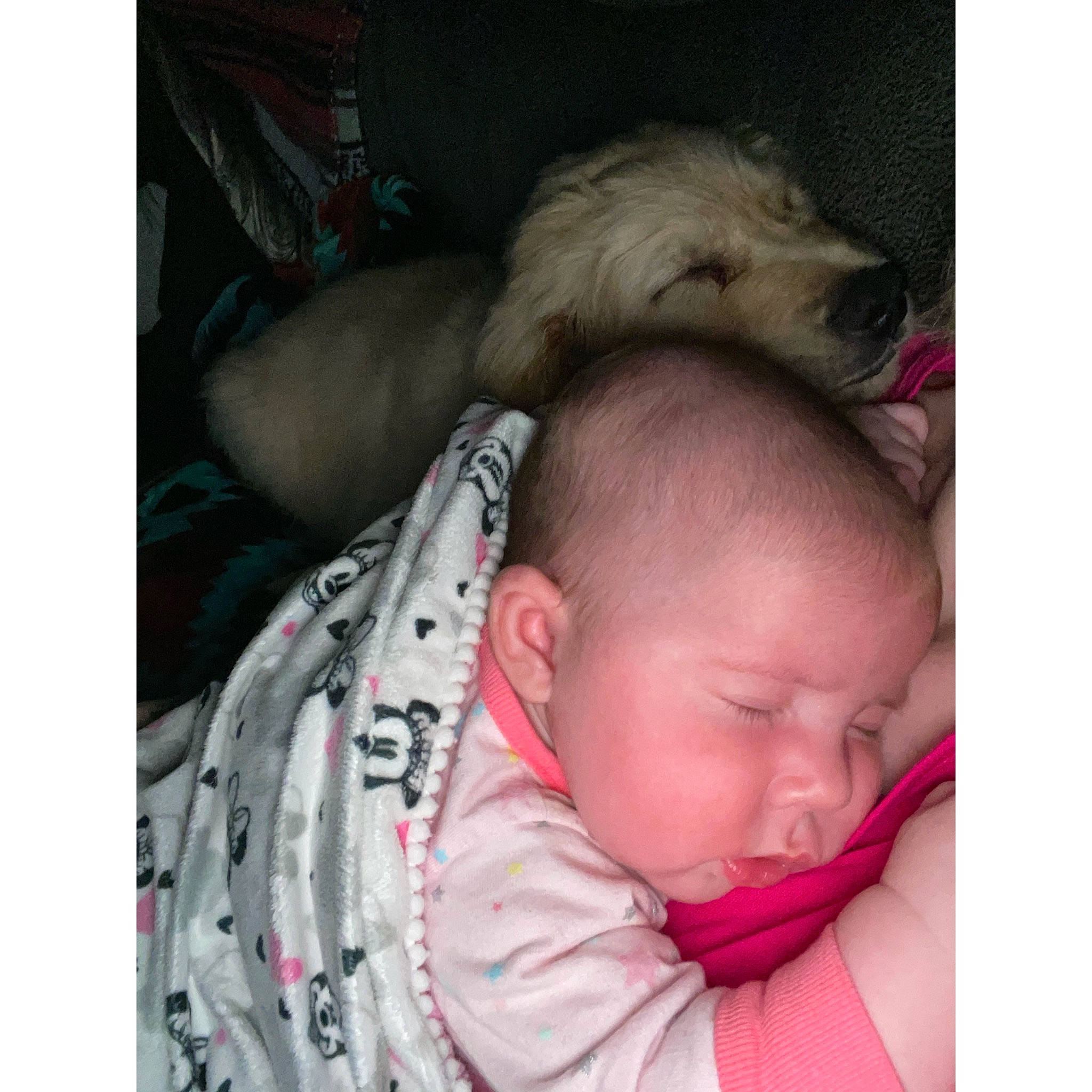 Emmaline is registered to the contest to win money with this photo: baby, baby_products, baby_sleeping, baby_toddler_clothing, bedtime, carnivore, cheek, comfort, companion_dog, dog, dog_breed, ear, face, fur, happy, person, sitting, sleeve, toddler, vertebrate