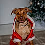 dog, pet, christmas, holiday, santa_outfit, costume, indoor, carpet, decorations, tree, festive, brown_dog, portrait, cute, animal, celebration, seasonal, canine, holiday_spirit, festivity