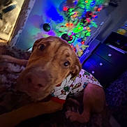 King Jr is registered to the contest to win money with this photo: animal, blanket, blurred, cabinet, christmas_tree, colorful, cozy, decorations, dog, festive, floor, furniture, holiday_lights, indoor, night, pajamas, pet, relaxing, room, two_dogs