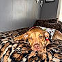 King Jr is registered to the contest to win money with this photo: animal, bedroom, brown_dog, cozy, dog, ears, framed_picture, fur, home, indoor, nosed, paw, pet_clothing, plush_blanket, relaxed, resting, sleepy, snout, tiger_stripe_pattern, wall_decor
