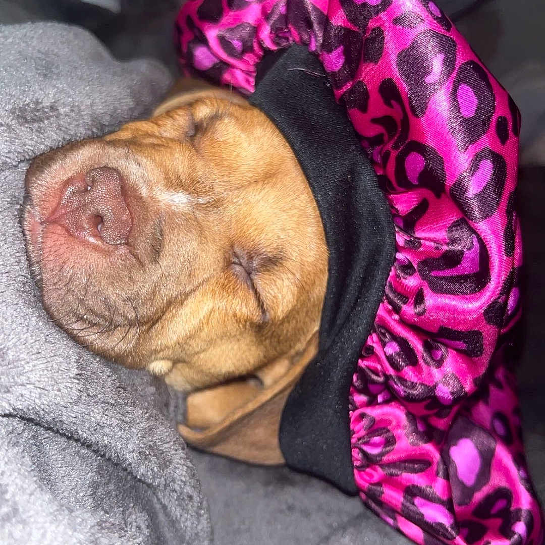 King Jr is registered to the contest to win money with this photo: animal, blanket, closed_eyes, comfort, cozy, cute, dog, fur, indoors, leopard_print, muzzle, nap, pet, pink_bonnet, relaxation, resting, sleeping, snout, soft_texture, warm