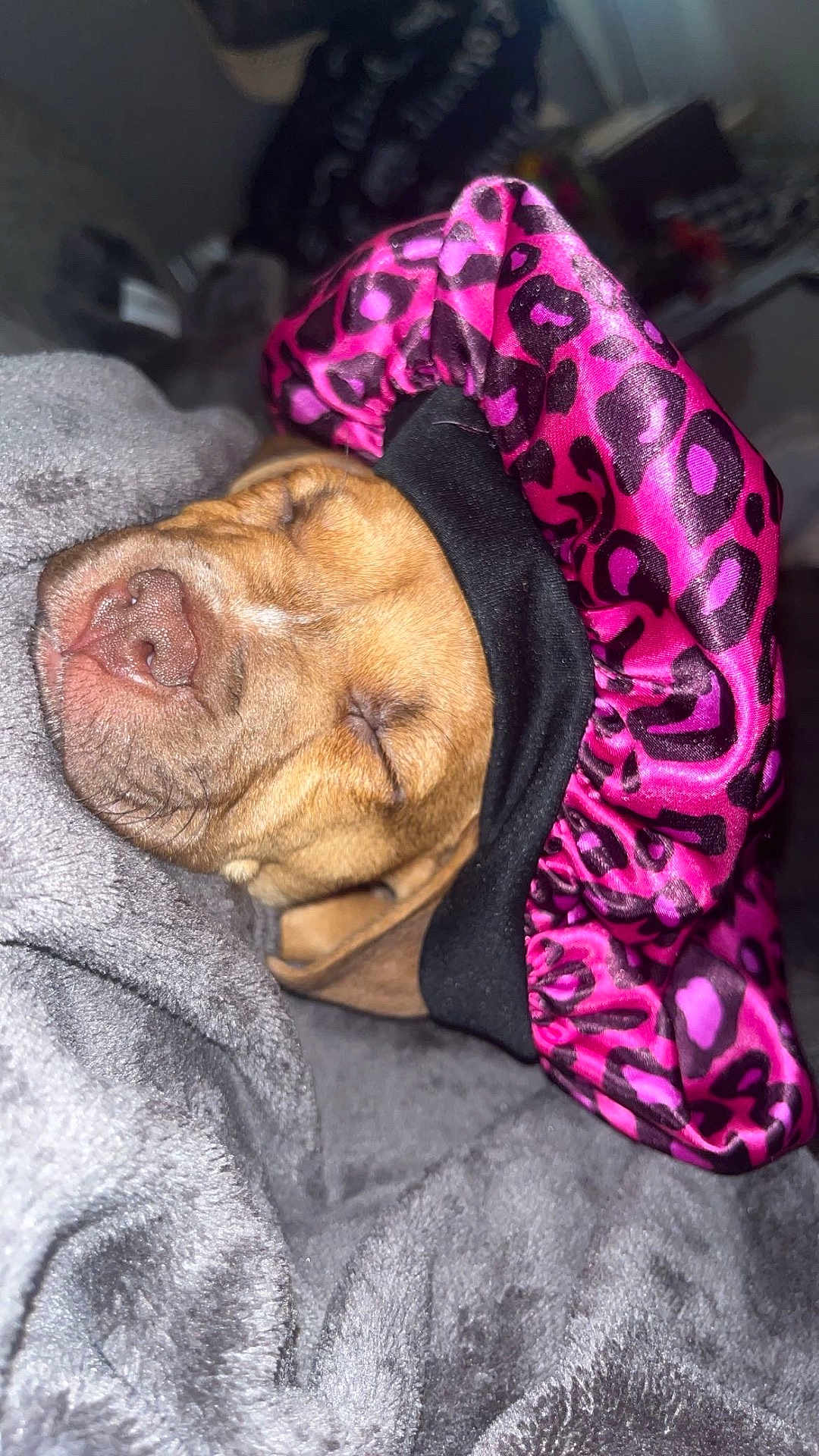 King Jr is registered to the contest to win money with this photo: dog, sleeping, blanket, pink_bonnet, leopard_print, cozy, pet, fur, snout, closed_eyes, resting, indoors, cute, animal, soft_texture, comfort, relaxation, muzzle, warm, nap