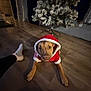 King Jr is registered to the contest to win money with this photo: animal, canine, christmas, christmas_tree, costume, cute, decor, dog, festive, flooring, holiday, holiday_season, home, indoor, looking_up, pet, santa_outfit, sock, tree_stand, wooden_floor