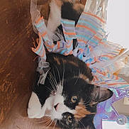 Daisy joined the competition — help win amazing prizes! cat, calico_cat, tutu, crown, table, wooden_table, indoor, kitchen, pet, animal, feline, costume, decor, whiskers, curious, relaxed, fur, domestic_animal, playful, cute