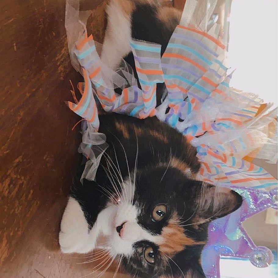 Daisy joined the competition — help win amazing prizes! animal, calico_cat, cat, costume, crown, curious, cute, decor, domestic_animal, feline, fur, indoor, kitchen, pet, playful, relaxed, table, tutu, whiskers, wooden_table