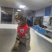 Osita joined the competition — help win amazing prizes! kitten, cat, red_harness, table, laundromat, string_lights, window, reflection, indoor, pet, curious, tabby, metal_surface, animal, young, feline, cute, domestic, store, counter