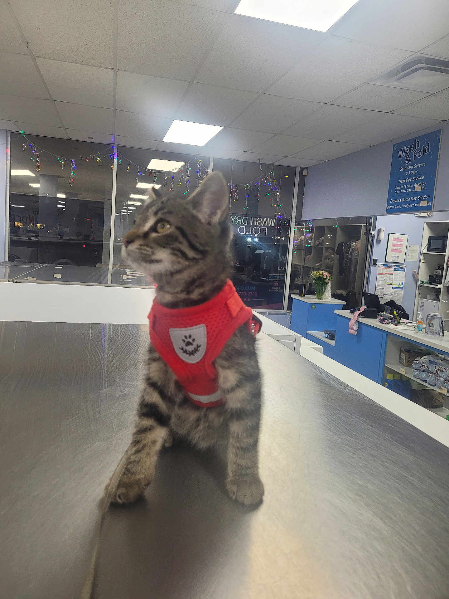 Osita joined the competition — help win amazing prizes! kitten, cat, red_harness, table, laundromat, string_lights, window, reflection, indoor, pet, curious, tabby, metal_surface, animal, young, feline, cute, domestic, store, counter