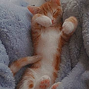 Binx is registered to the contest to win money with this photo: kitten, cat, orange_cat, white_cat, sleeping, cozy, blanket, soft_texture, paw, cute, pet, indoor, resting, fur, nap, relaxation, animal, adorable, comfort, feline
