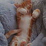 adorable, animal, blanket, cat, comfort, cozy, cute, feline, fur, indoor, kitten, nap, orange_cat, paw, pet, relaxation, resting, sleeping, soft_texture, white_cat