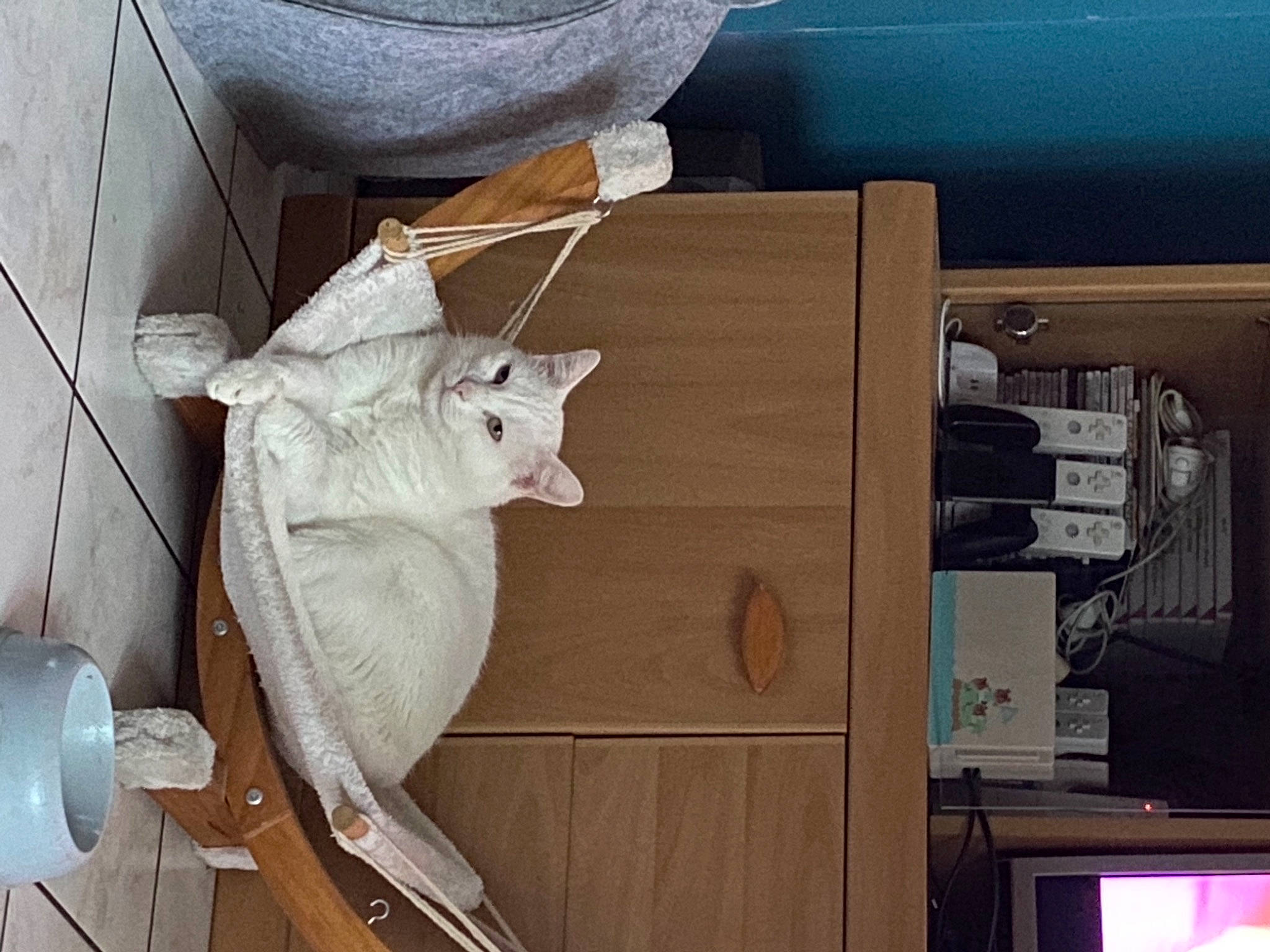 Blanchette participe au concours pour gagner de l'argent avec cette photo : art, cabinetry, cardboard, cat, electrical_wiring, felidae, hardwood, machine, metal, paper, paper_product, plywood, room, sculpture, small_to_medium_sized_cats, tail, trunk, vehicle_door, whiskers, wood