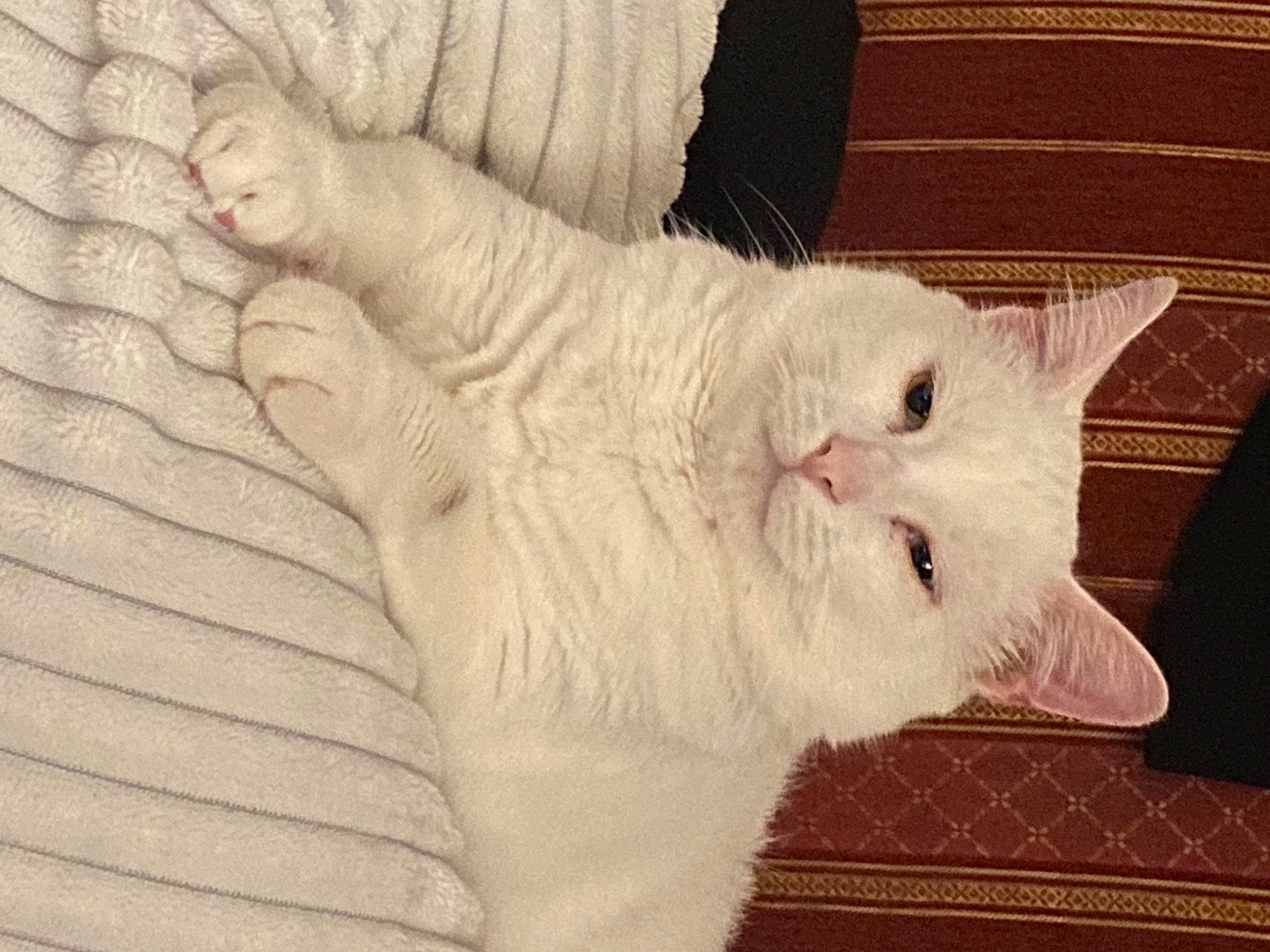 Blanchette a rejoint le concours — aidez-le/la à gagner de superbes lots ! carnivore, cat, cat_supply, claw, comfort, domestic_short_haired_cat, fawn, felidae, fur, pattern, paw, small_to_medium_sized_cats, tail, whiskers, wood, wool