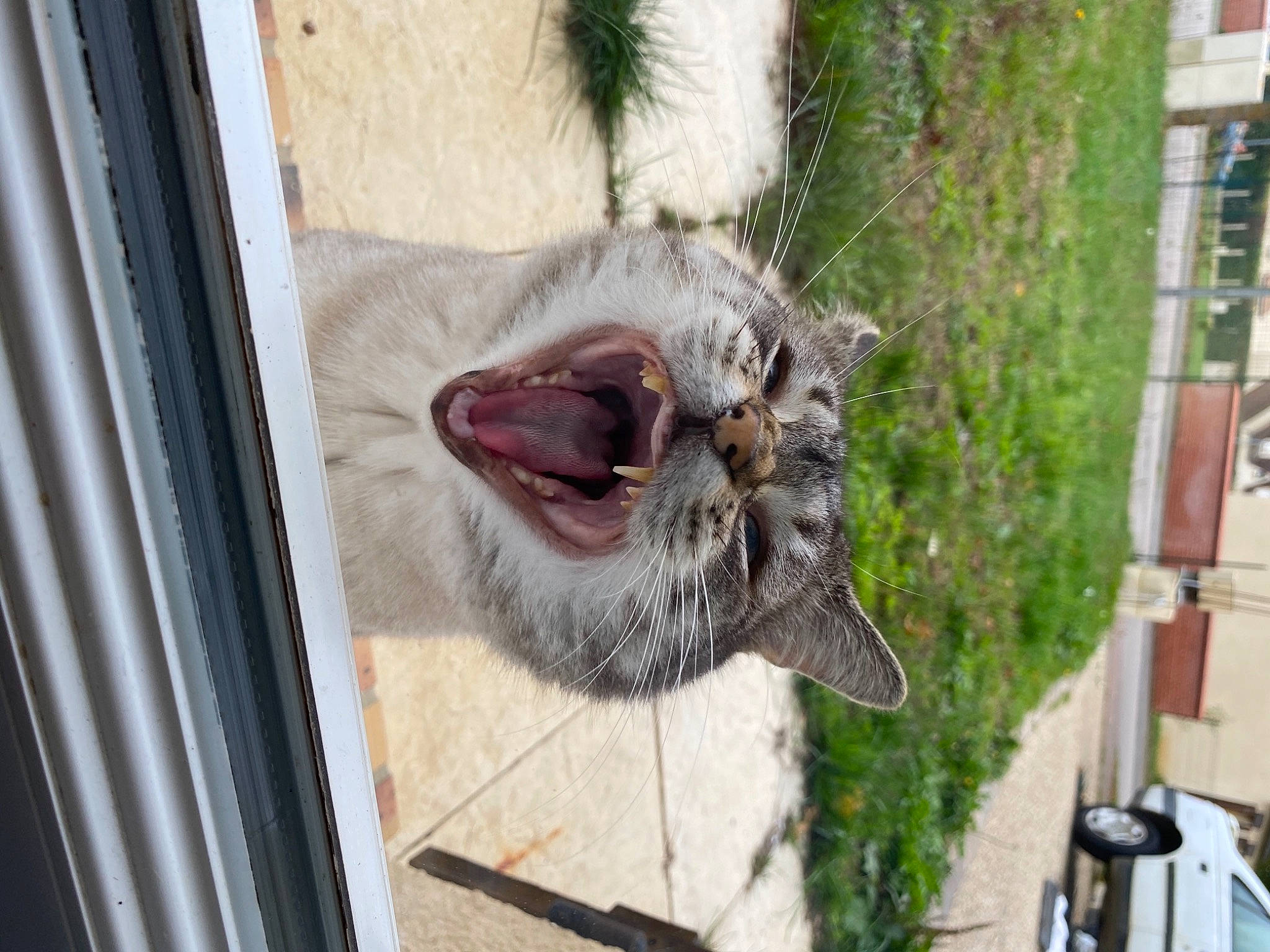 Chaminou participe au concours pour gagner de l'argent avec cette photo : animal_shelter, carnivore, cat, fang, fawn, felidae, fur, grass, jaw, mesh, pet_supply, plant, small_to_medium_sized_cats, smile, snout, sporting_group, terrestrial_animal, whiskers, wildlife, window