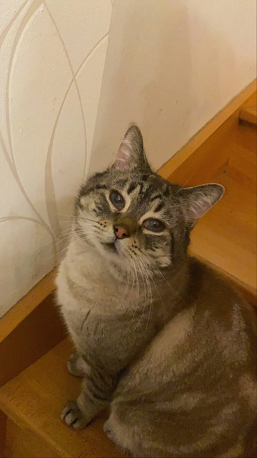 Chaminou a rejoint le concours — aidez-le/la à gagner de superbes lots ! art, carnivore, cat, claw, domestic_short_haired_cat, door, fawn, felidae, flooring, fur, grey, paw, plaster, small_to_medium_sized_cats, snout, tail, terrestrial_animal, whiskers, window, wood