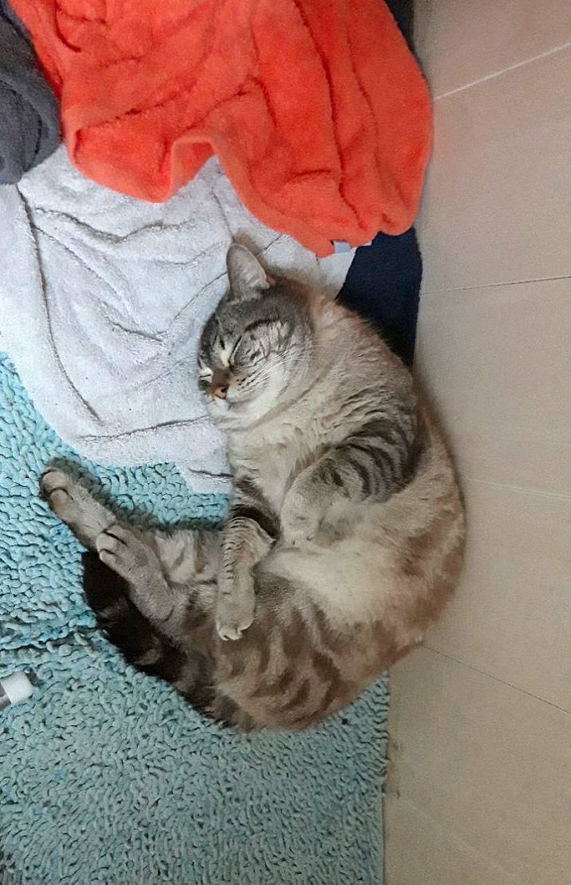 Chaminou participe au concours pour gagner de l'argent avec cette photo : art, carnivore, cat, claw, comfort, domestic_short_haired_cat, felidae, flooring, fur, grey, nap, paw, sitting, small_to_medium_sized_cats, tail, whiskers, window, wood