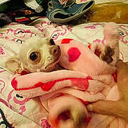 Princess Sweet Pea joined the competition — help win amazing prizes! animal, bed, bedding, blanket, cozy, cute, dog, domestic_animal, fabric, fur, hand, heart_pattern, indoor, looking_up, paw, pet, pink, resting, small_dog, snuggled