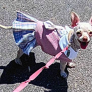 Princess Sweet Pea is registered to the contest to win money with this photo: dog, small_dog, chihuahua, pet, leash, clothing, dress, pink, plaid, outdoor, sunny, pavement, shadow, happy, tongue_out, animal, cute, standing, collar, walking