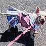 dog, small_dog, chihuahua, pet, leash, clothing, dress, pink, plaid, outdoor, sunny, pavement, shadow, happy, tongue_out, animal, cute, standing, collar, walking