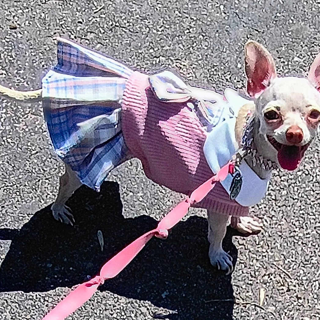 Princess Sweet Pea is registered to the contest to win money with this photo: animal, chihuahua, clothing, collar, cute, dog, dress, happy, leash, outdoor, pavement, pet, pink, plaid, shadow, small_dog, standing, sunny, tongue_out, walking