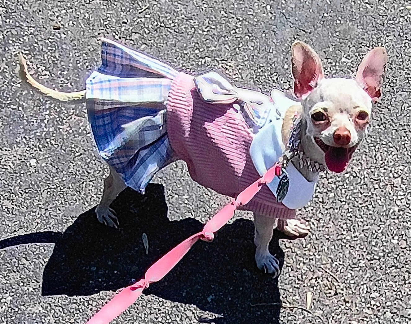 Princess Sweet Pea is registered to the contest to win money with this photo: dog, small_dog, chihuahua, pet, leash, clothing, dress, pink, plaid, outdoor, sunny, pavement, shadow, happy, tongue_out, animal, cute, standing, collar, walking