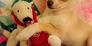 Gunner is registered to the contest to win money with this photo: puppy, dog, toy, plush, blanket, colorful, cute, animal, pet, small, cozy, soft, indoor, comfort, warm, snuggle, fur, ears, nose, resting