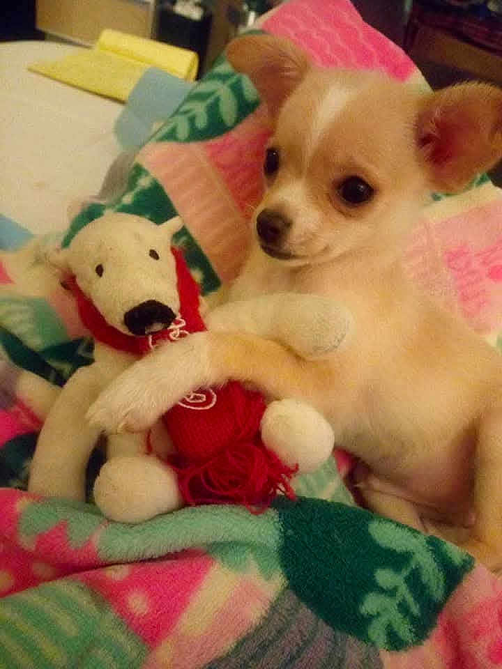 Gunner is registered to the contest to win money with this photo: puppy, dog, toy, plush, blanket, colorful, cute, animal, pet, small, cozy, soft, indoor, comfort, warm, snuggle, fur, ears, nose, resting