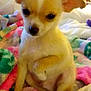 Gunner is registered to the contest to win money with this photo: puppy, dog, small_dog, furry, cute, pet, indoors, blanket, colorful_blanket, cozy, young_animal, animal_face, ears, sitting, closeup, soft_texture, home, companion, resting, cute_pet