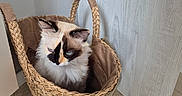Tina a rejoint le concours — aidez-le/la à gagner de superbes lots ! cat, basket, blue_eyes, fluffy, indoor, floor, woven, curious, pet, feline, light, wood_panel, cozy, sitting, fur, domestic, animal, home, quiet, resting