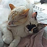 Tina participe au concours pour gagner de l'argent avec cette photo : cat, cats, cone, pet, animal, sleeping, resting, blanket, indoor, cozy, fur, cute, snuggle, companionship, soft, relaxation, domestic, friendship, comfort, closeup