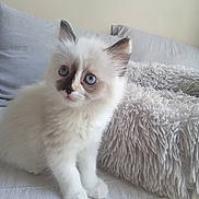 Tina participe au concours pour gagner de l'argent avec cette photo : kitten, cat, blue_eyes, fluffy, white_fur, dark_markings, pet, indoor, blanket, soft_texture, curious, feline, cute, young_animal, resting, cozy, domestic_animal, fur, small, companion
