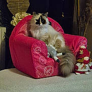 Tina participe au concours pour gagner de l'argent avec cette photo : cat, pink_chair, plush_toy, doll, indoor, furniture, fluffy_cat, black_and_white, decor, toy, relaxing, cozy, pet, seated, table, fabric, home, cute, animal, soft
