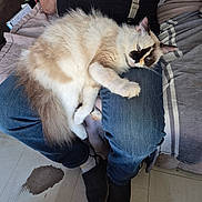 Tina participe au concours pour gagner de l'argent avec cette photo : cat, fluffy_cat, lap, person, jeans, black_shirt, suspenders, couch, blanket, striped_blanket, floor, indoor, relaxing, pet, feline, blue_eyes, fur, paws, resting, cozy