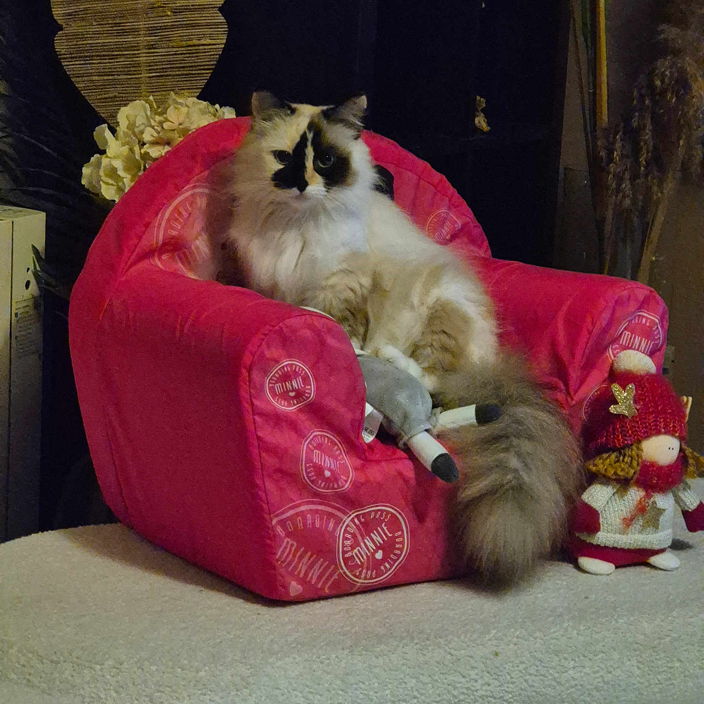 Tina participe au concours pour gagner de l'argent avec cette photo : cat, fluffy, pink_armchair, toy, doll, indoor, cozy, furniture, decor, white, black, pet, animal, cute, relaxed, small_chair, stuffed_toy, winter_clothes, soft_lighting, home