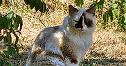 Tina a rejoint le concours — aidez-le/la à gagner de superbes lots ! animal, brown, calm, cat, daylight, flora, fur, garden, greenery, ground, leaf, mammal, nature, outdoor, peaceful, pet, sitting, sunlight, white, wildlife